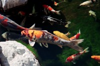 /album/lagos-ornamentais/lago-de-carpas-08-jpg/